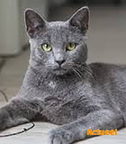 Noem een kat een kat - Actueel - kmo promoties